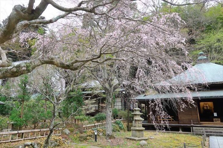 東慶寺の枝垂れ桜
