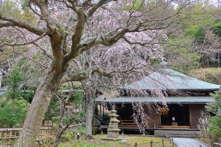 東慶寺の枝垂れ桜