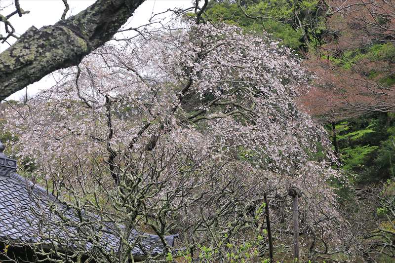 瑞泉寺の枝垂れ桜