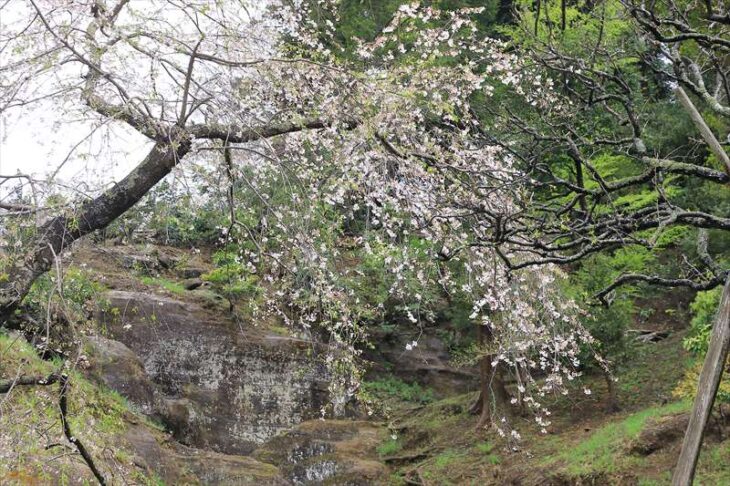 瑞泉寺の桜