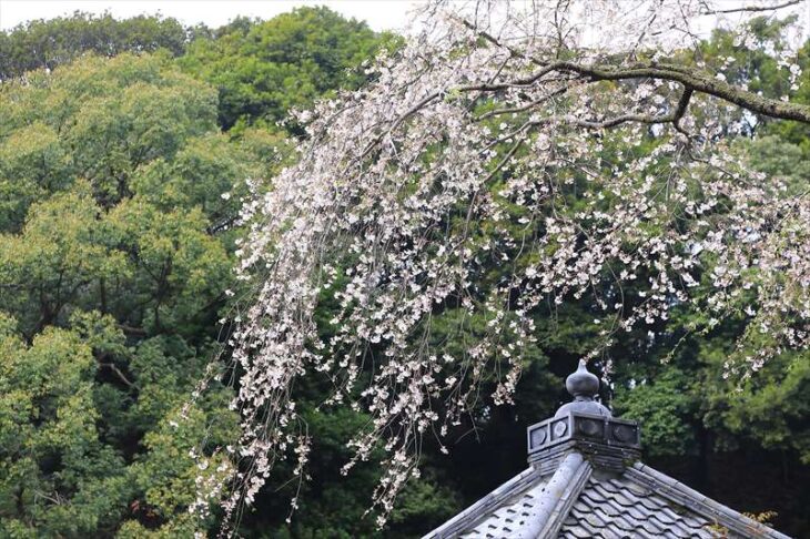 瑞泉寺の枝垂れ桜
