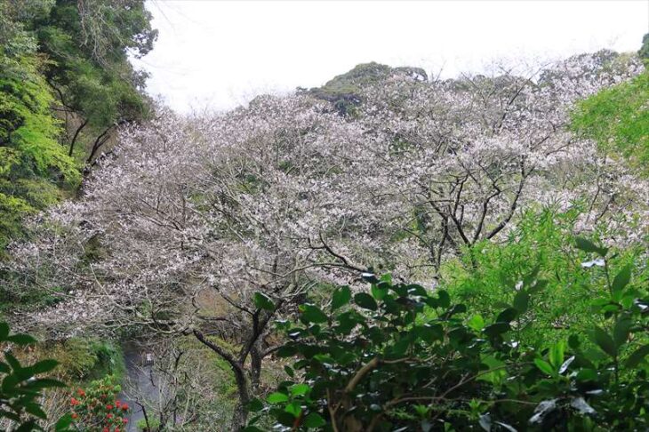 瑞泉寺の桜