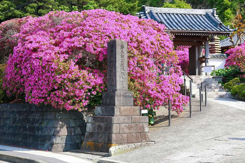 鎌倉のつつじ寺とも言われる安養院のツツジの見頃と様子