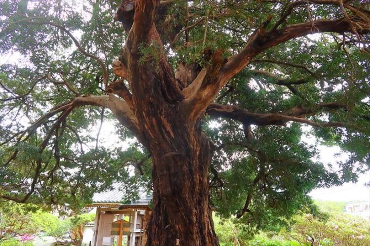安養院の天然記念物にもなっている「槙」の木