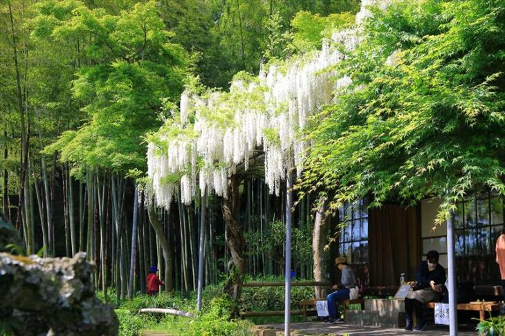 英勝寺の竹林と白藤