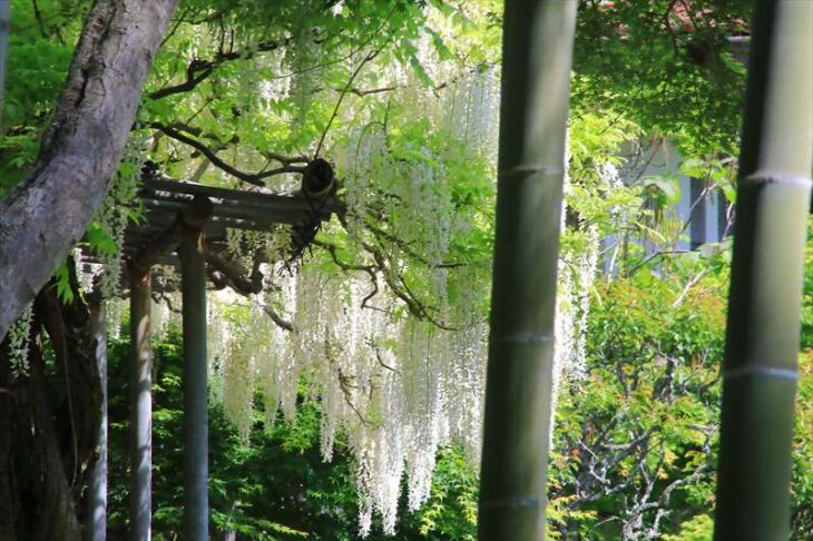 竹林から見る英勝寺の白藤