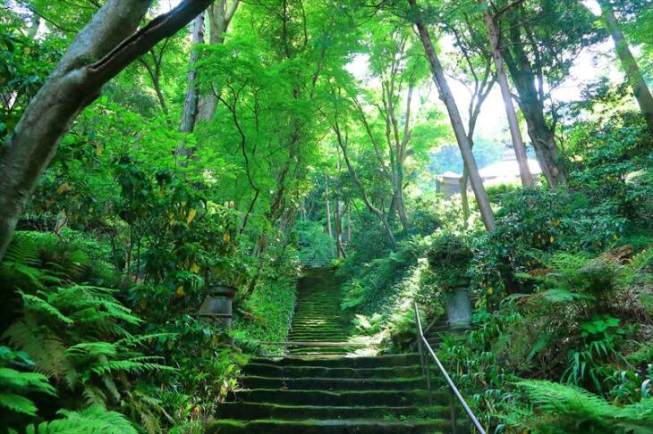 妙法寺の苔の石段と青もみじ・新緑