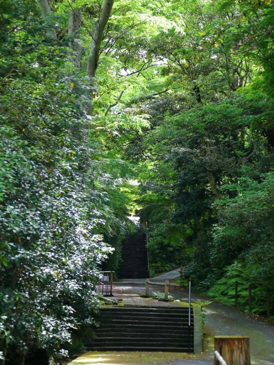 妙本寺の境内と新緑
