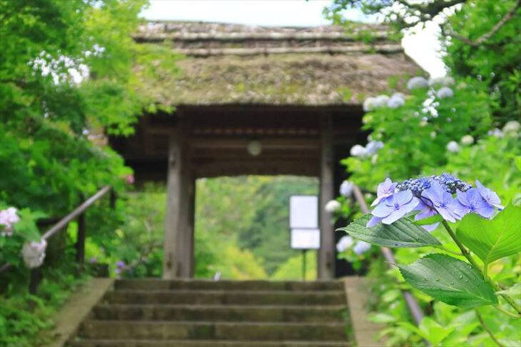 東慶寺の紫陽花