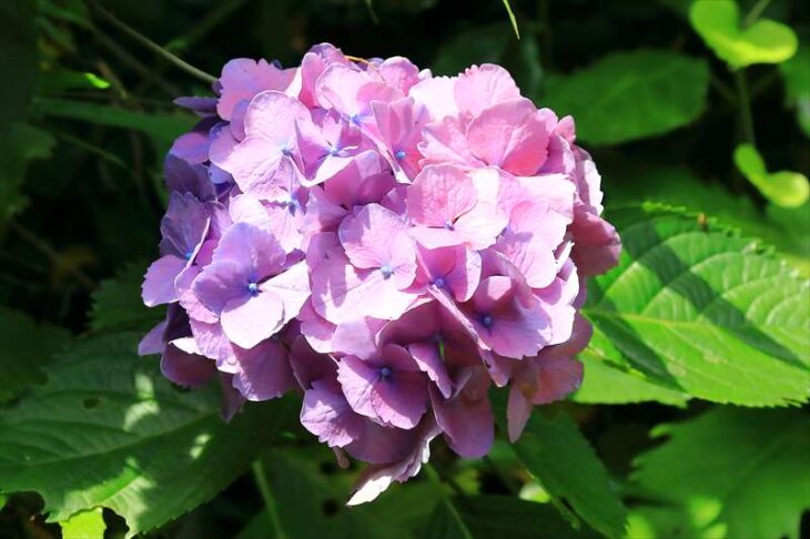 安国論寺の紫陽花