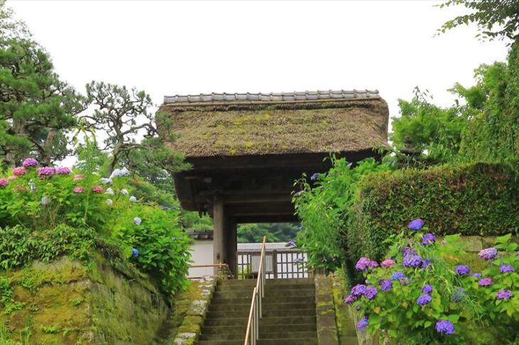 長寿寺の山門と紫陽花