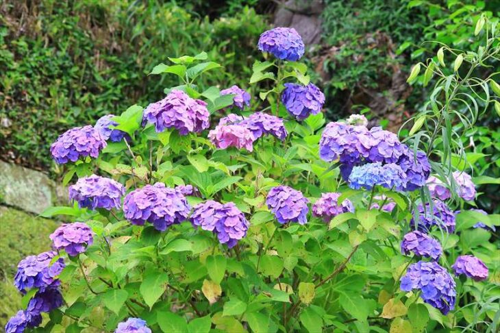 長寿寺の紫陽花