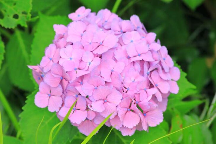 大巧寺の紫陽花