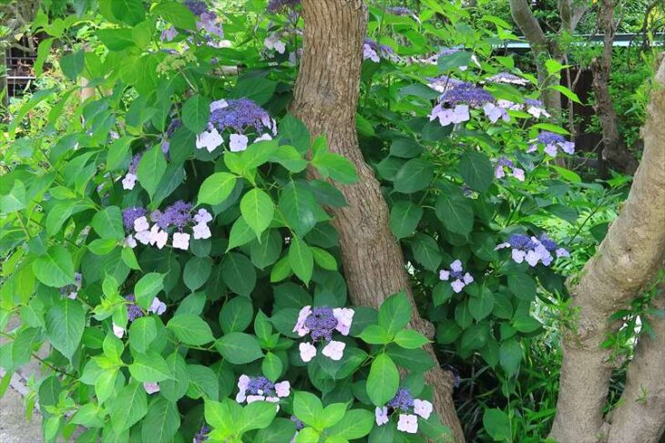 大巧寺の紫陽花