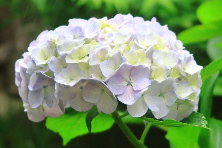 英勝寺の紫陽花
