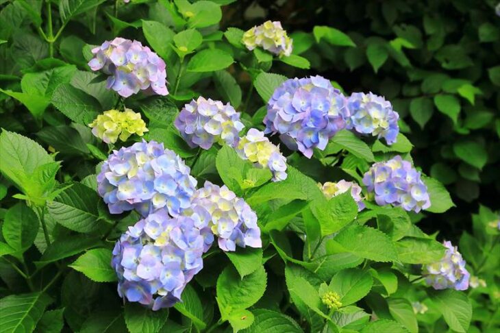 円覚寺の紫陽花