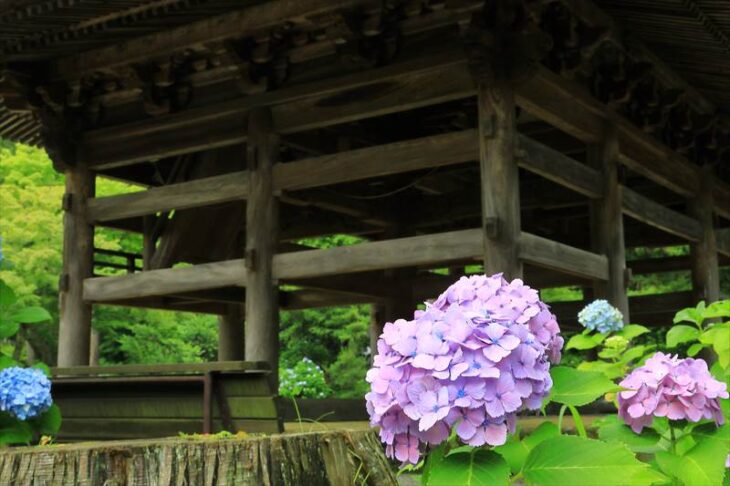 円覚寺の紫陽花