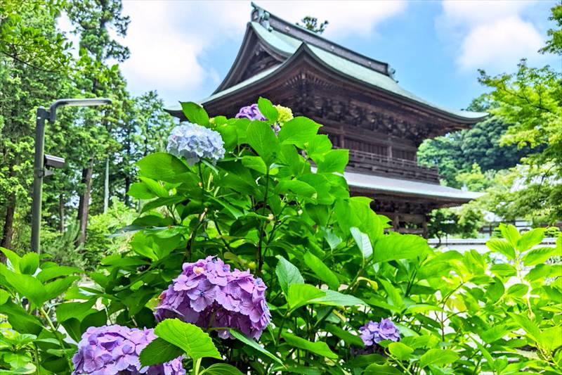 円覚寺の三門と紫陽花