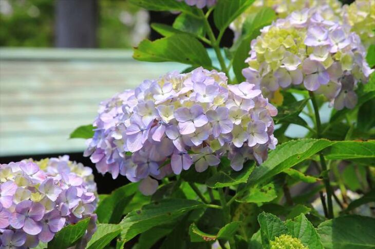 本覚寺の紫陽花