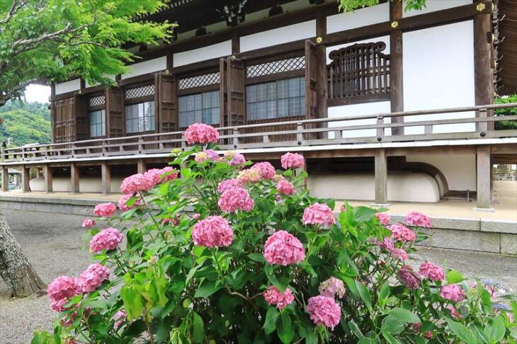 本覚寺の紫陽花