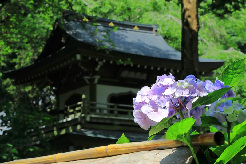 浄智寺の紫陽花