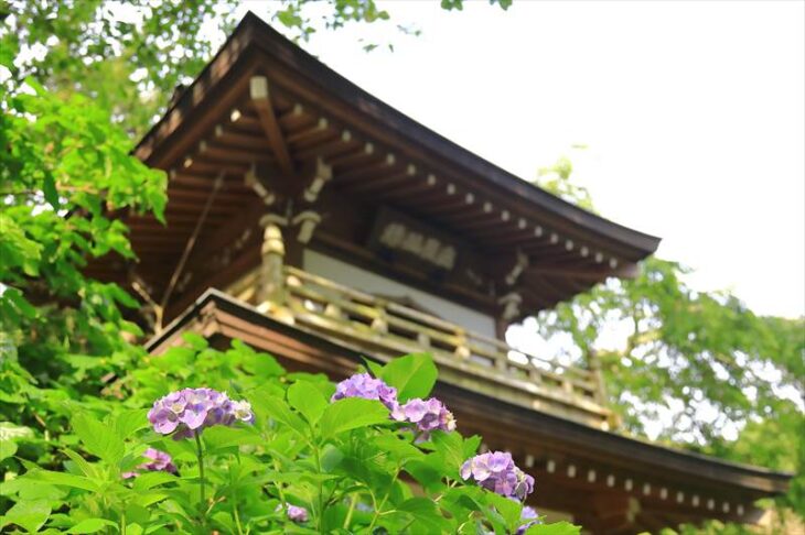 浄智寺の鐘楼門と紫陽花