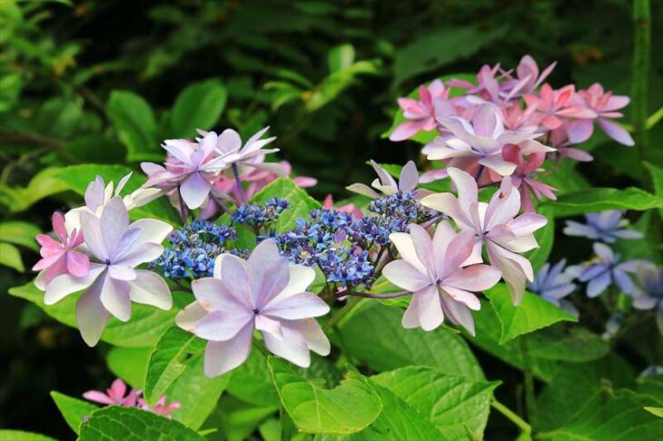 浄妙寺の山あじさいの小径の紫陽花