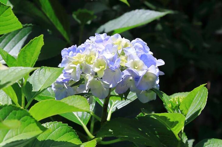 海蔵寺の紫陽花