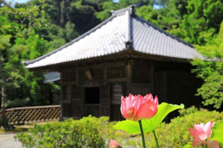 海蔵寺の蓮の花