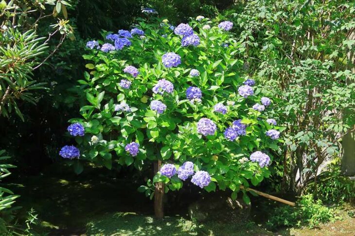 海蔵寺の紫陽花