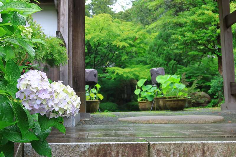 覚園寺の紫陽花