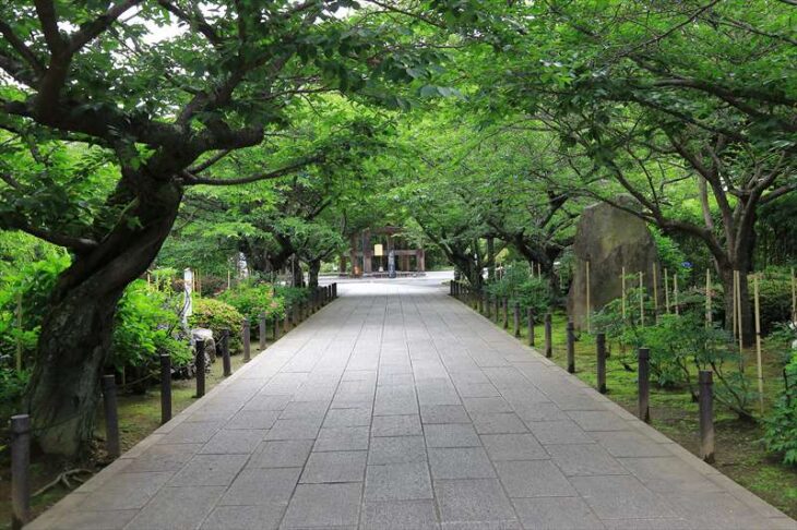 建長寺の葉桜のトンネル
