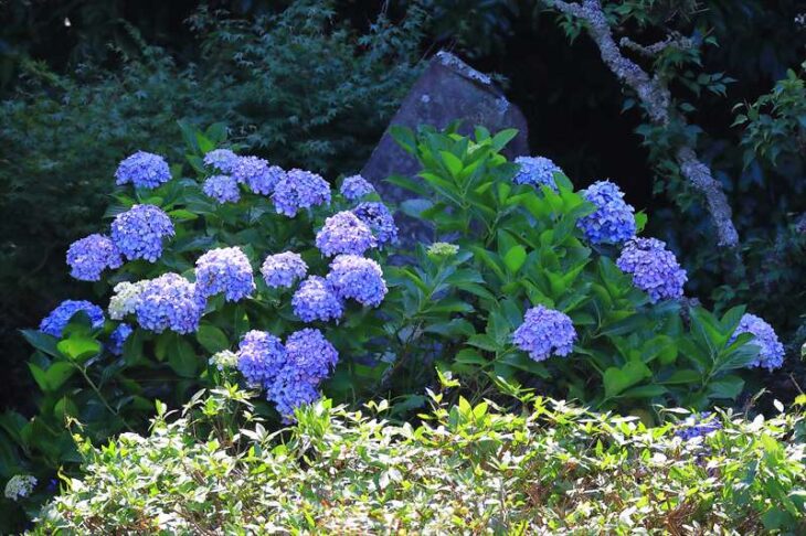 光明寺の紫陽花