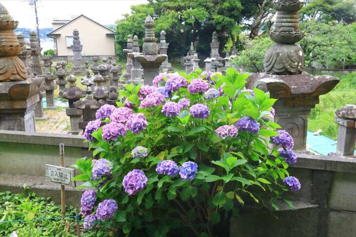 内藤家墓地の紫陽花