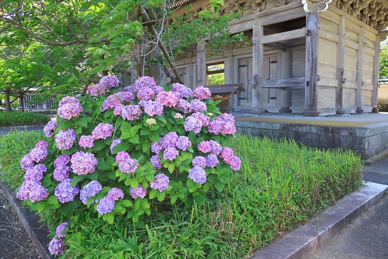 光明寺 山門前の紫陽花