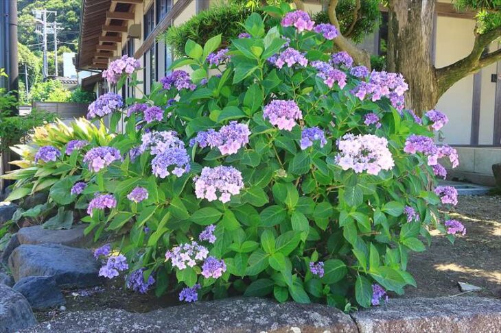 光明寺の紫陽花