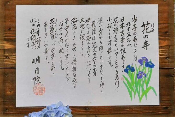 明月院の紫陽花の説明板