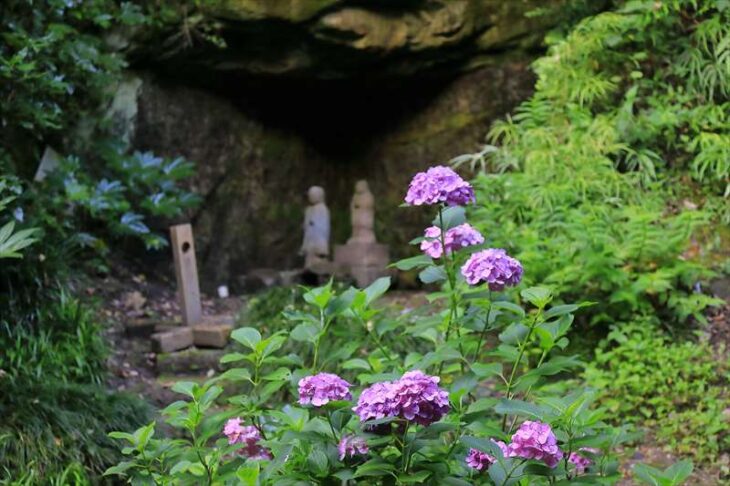 妙本寺の紫陽花と仏像