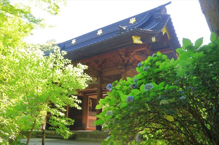 妙本寺の紫陽花と二天門