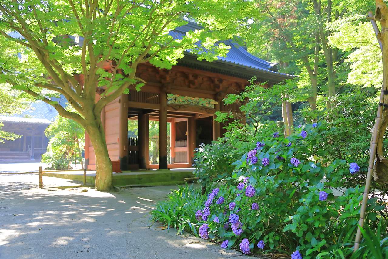 妙本寺の二天門と紫陽花