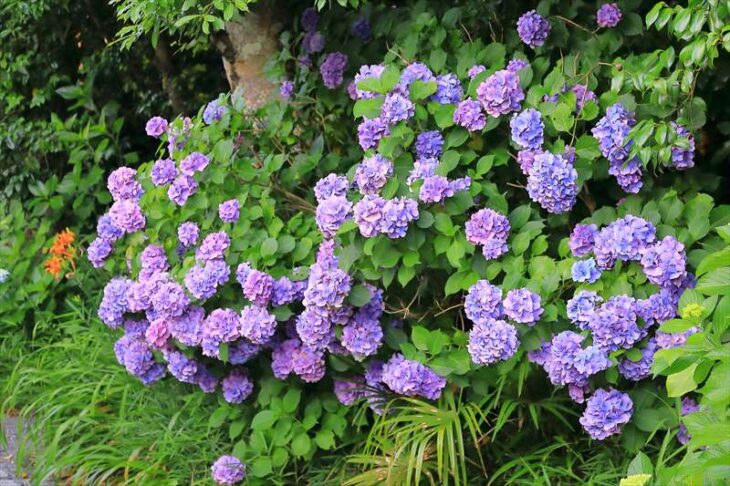 妙本寺の紫陽花