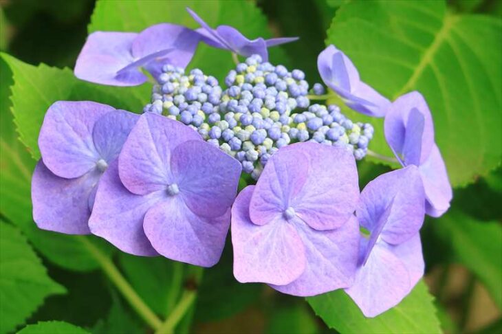 千手院の紫陽花