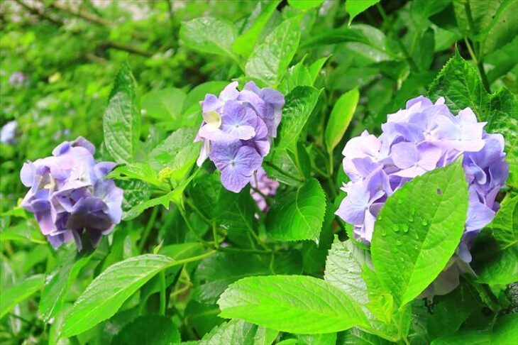 杉本寺の紫陽花