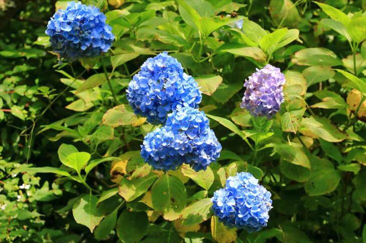 瑞泉寺の紫陽花
