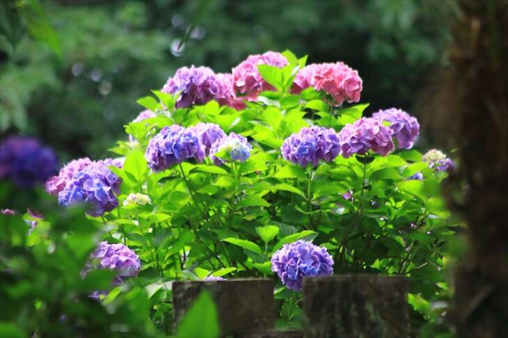 仏行寺の紫陽花