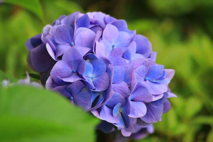 仏行寺の紫陽花