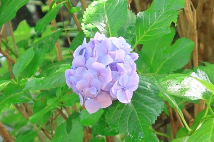 長勝寺の紫陽花