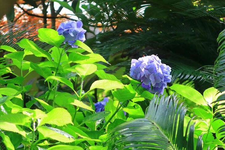 長勝寺の紫陽花