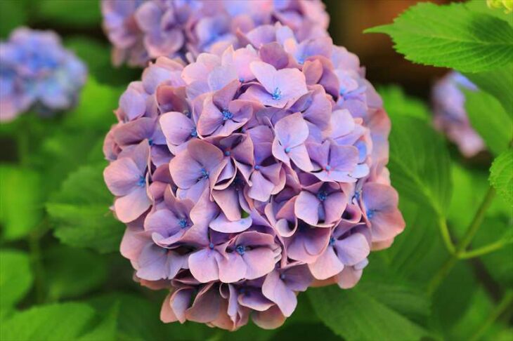 高徳院（鎌倉大仏）の紫陽花
