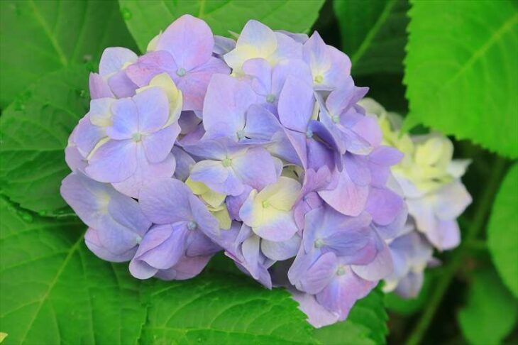 大長寺の紫陽花